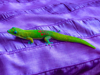 Colorful gold dust day gecko at alert on a purple cover