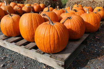 Pumpkin Harvest