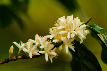 Coffee flower. Coffee branch with leaves and a lot of white flowers, a typical product of Costa Rica.