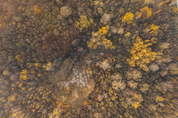 Aerial drone photography of trees. Top-down perspective. 