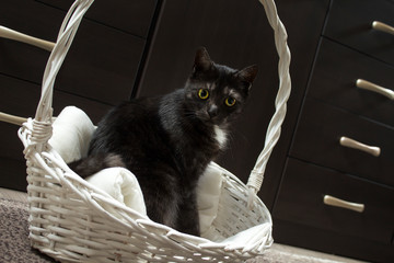 Czarny kot siedzi na poduszce w białym wiklinowym koszyku w skupieniu obserwuje punkt. - obrazy, fototapety, plakaty