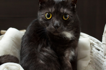 Czarny wielorasowy kot wpatrzony hipnotyzującym spojrzeniem z wielkimi oczami.