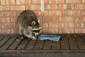 Hungry raccoon eating peanuts next to blue cat dish © Shauna