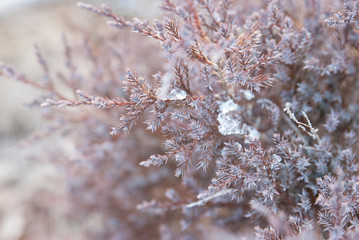 Branch of a Tree Clump of Snow