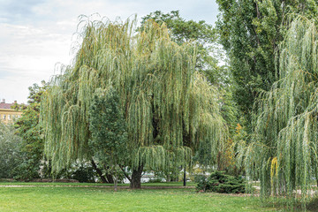 Fototapeta na wymiar Weeping Willow. Beautiful landscape tree 