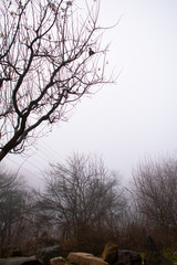 Mystical landscape, winter, fog. Lyrical mood. Frost, hoarfrost