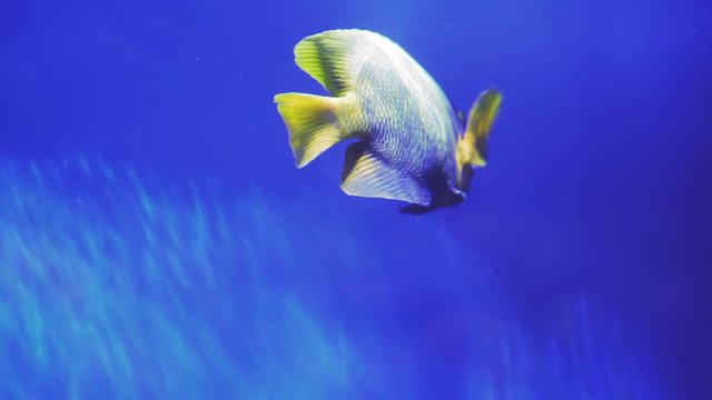 Blue Speckled Fishes, Aquarium, Closeup, Blue-Face Angel, Euxiphipops xanthometapon, among flossil coral reef, fin of Blue Ring Angelfish,aquarium, oceanarium, underwater, blue lamplight.
