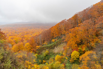 Beautiful fall color of the Lake Towada area