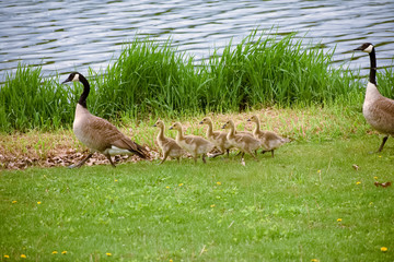 Hickory Hills Park Iowa