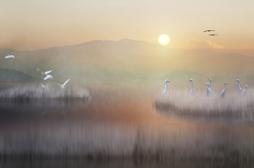 swans on the lake