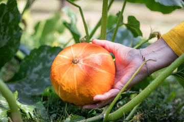 Harvesting pumpkin hokkaido in organic garden