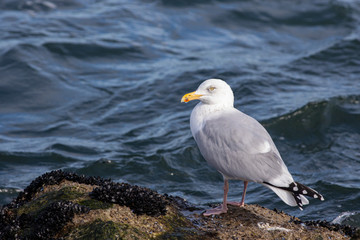 Herring gull - Larus argentatus