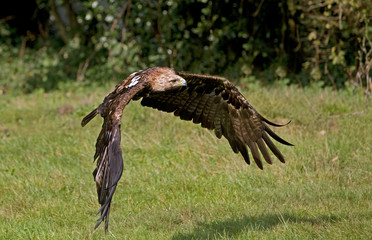AIGLE IMPERIAL aquila heliaca