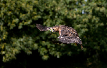 BUSE A QUEUE ROUSSE buteo jamaicensis