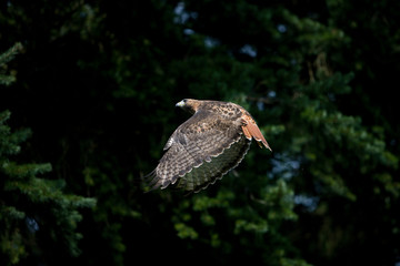 BUSE A QUEUE ROUSSE buteo jamaicensis