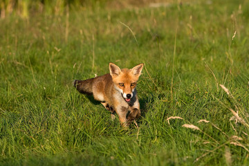 RENARD ROUX vulpes vulpes