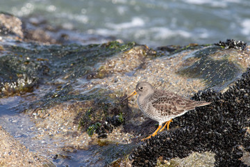 Purple sandpiper - Calidris maritima