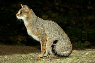 CHAT DES MARAIS felis chaus