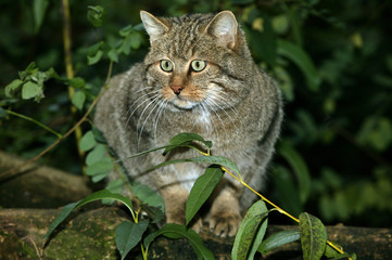 CHAT SAUVAGE D'EUROPE felis silvestris © slowmotiongli