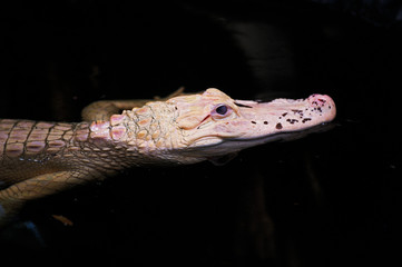 ALLIGATOR AMERICAIN alligator mississipiensis