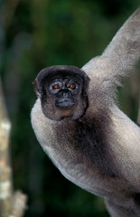 Obraz premium SINGE LAINEUX DE COLOMBIE lagothrix lagothricha lugens