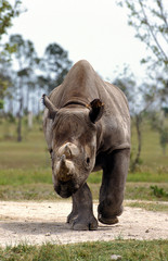 RHINOCEROS NOIR diceros bicornis