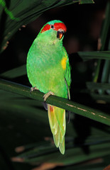 LORIQUET MUSQUE glossopsitta concinna