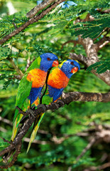 LORIQUET DE SWAINSON trichoglossus haematodus moluccanus