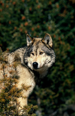 LOUP DU CANADA canis lupus occidentalis