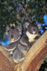KOALA phascolarctos cinereus