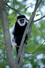 COLOBE GUEREZA colobus guereza