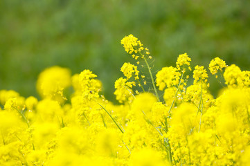 Obraz premium 信州 いいやま菜の花畑