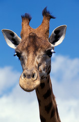 Naklejka premium GIRAFE DE ROTHSCHILD giraffa camelopardalis rothschildi