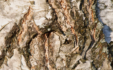 Birch bark, closeup of a tree trunk