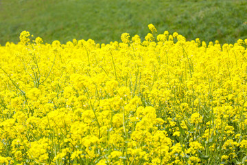  信州　いいやま菜の花畑