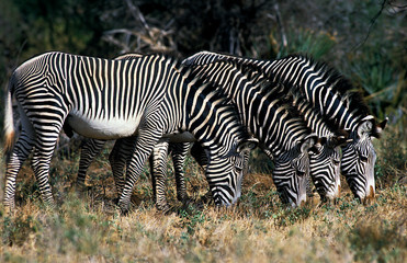 ZEBRE DE GREVY equus grevyi