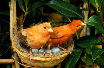 CANARI DE COULEUR ROUGE