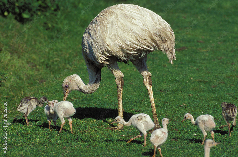 Poster NANDOU AMERICAIN rhea americana