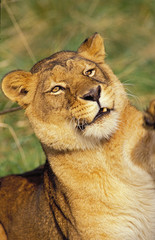 LION D'AFRIQUE panthera leo