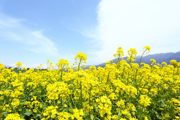 Obraz premium 信州 いいやま菜の花畑
