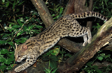 ONCILLE leopardus tigrinus