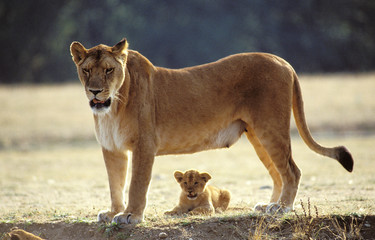 LION D'AFRIQUE panthera leo