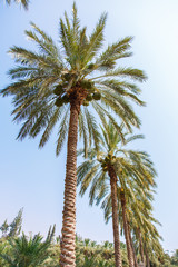 Palm Grove. Background of palm leaves