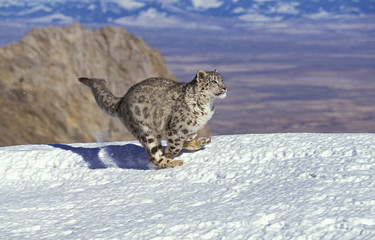 PANTHERE DES NEIGES uncia uncia