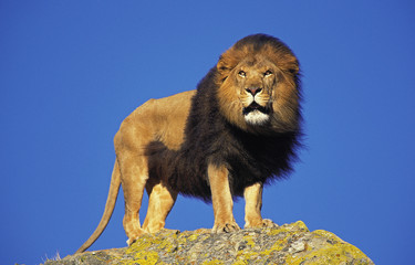 LION D'AFRIQUE panthera leo