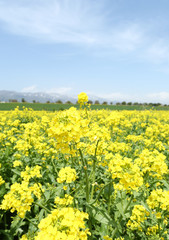 信州　いいやま菜の花畑