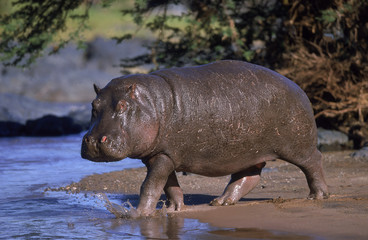 HIPPOPOTAME hippopotamus amphibius