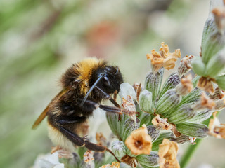 bee on flower