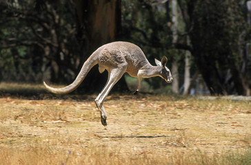KANGOUROU ROUX macropus rufus © slowmotiongli