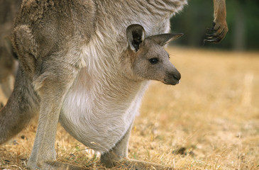 KANGOUROU GEANT macropus giganteus © slowmotiongli
